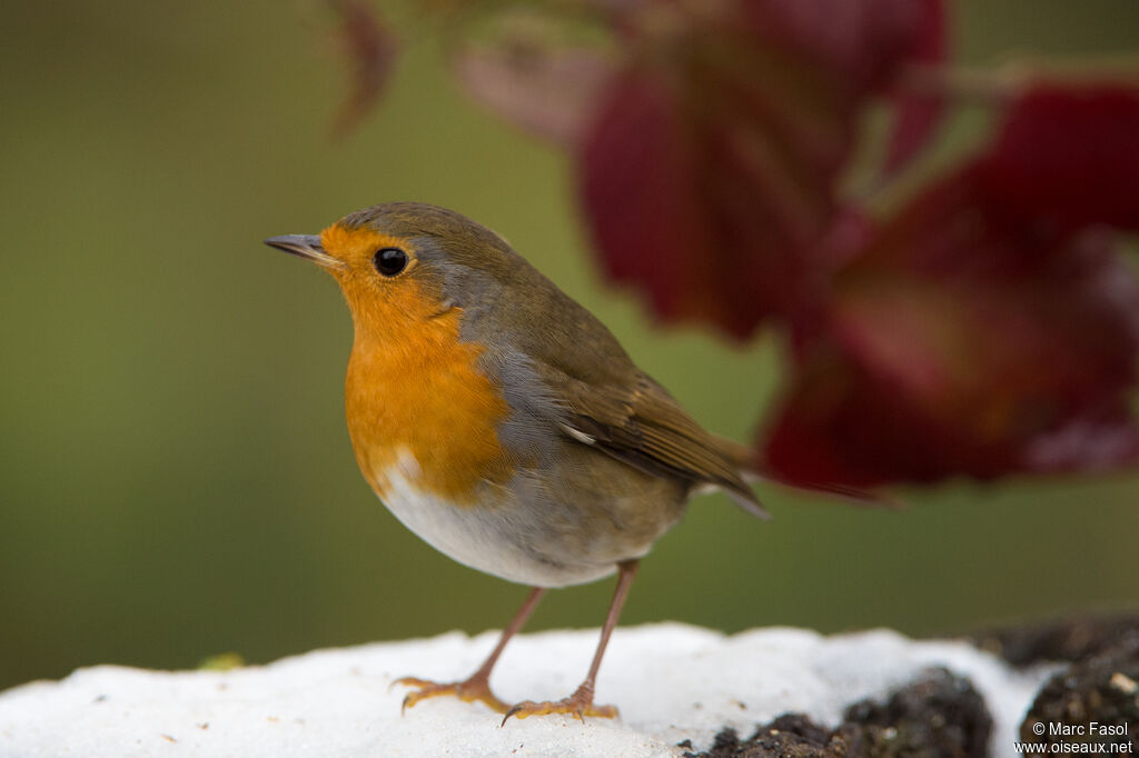 European Robin