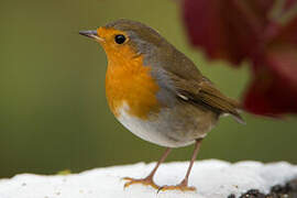 European Robin