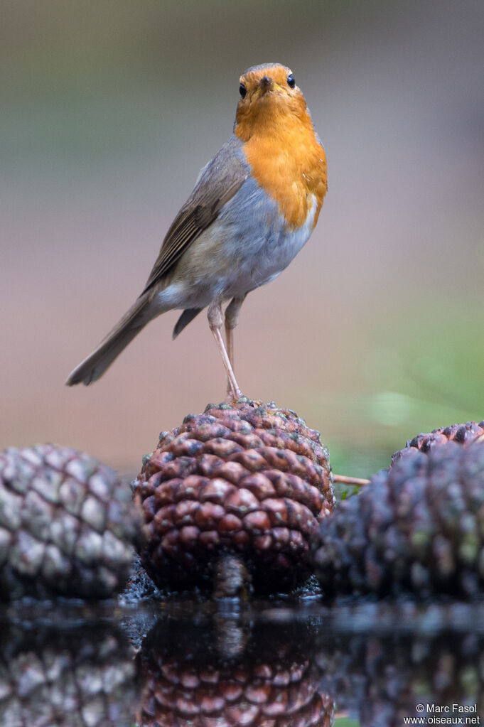 European Robinadult, identification