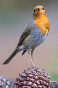 European Robin