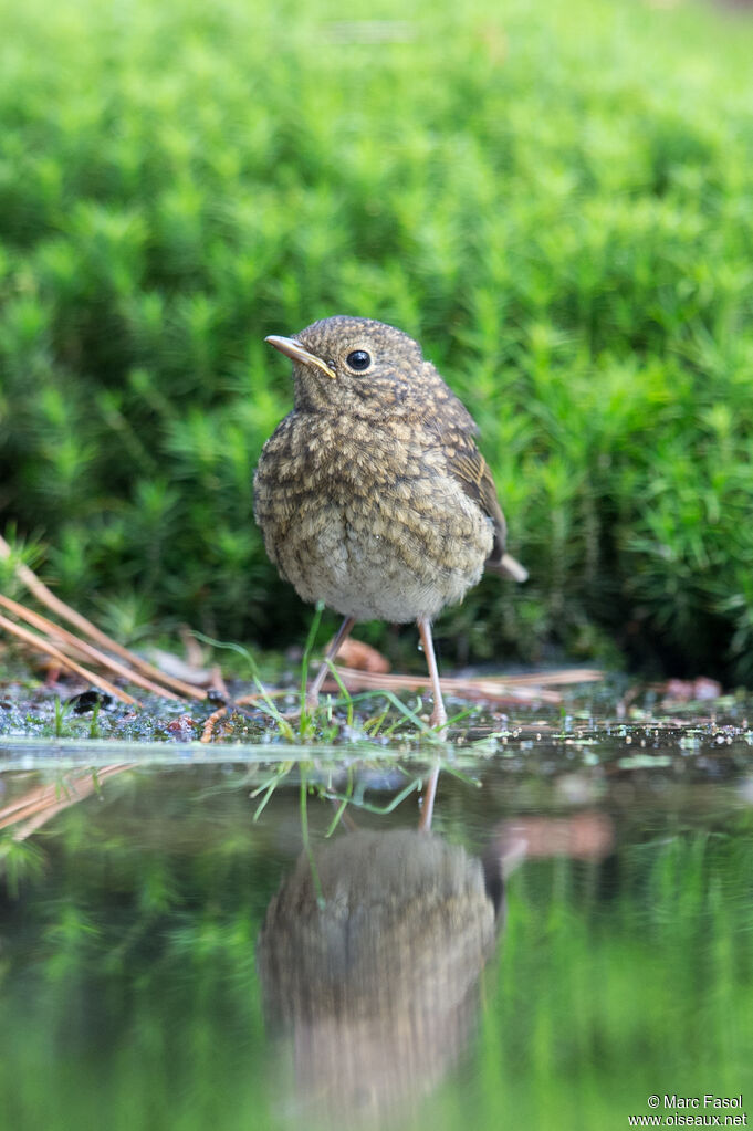 Rougegorge familierjuvénile, identification, boit