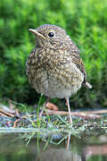 European Robin