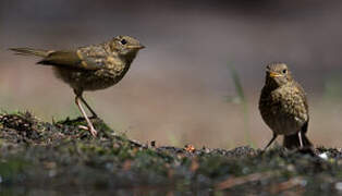 European Robin