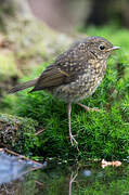 European Robin