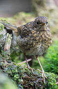 European Robin