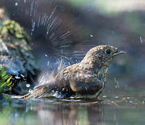 European Robin