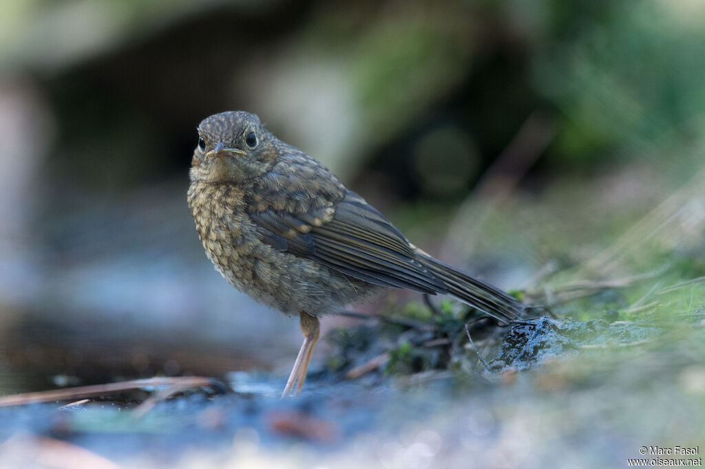 Rougegorge familierjuvénile, identification