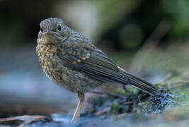 European Robin