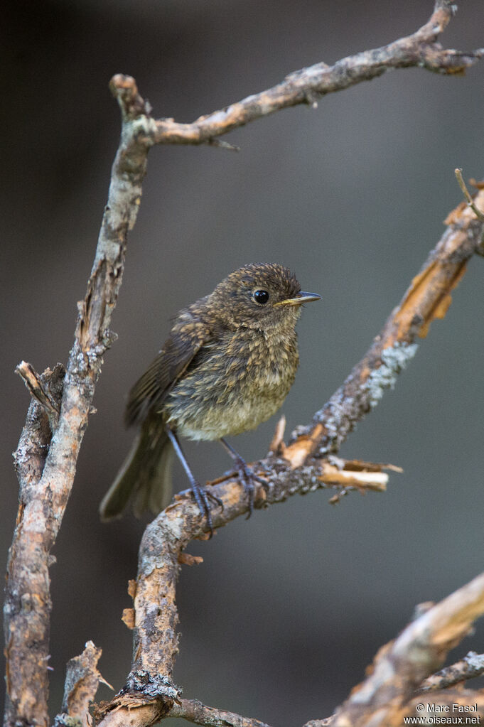 Rougegorge familierjuvénile, identification