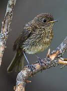 European Robin