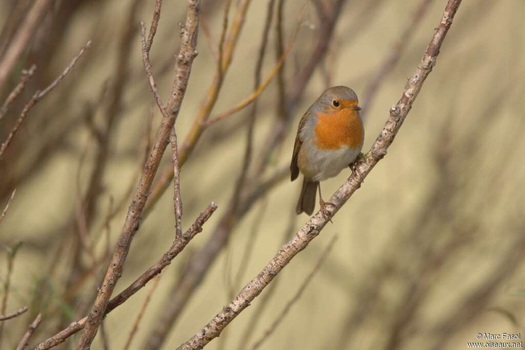 European Robin, identification