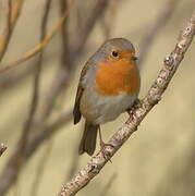 European Robin