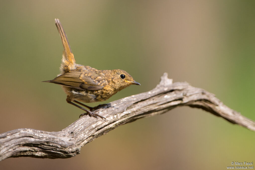 European Robinjuvenile, identification