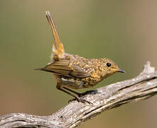 European Robin