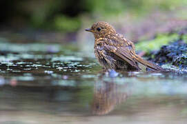 European Robin