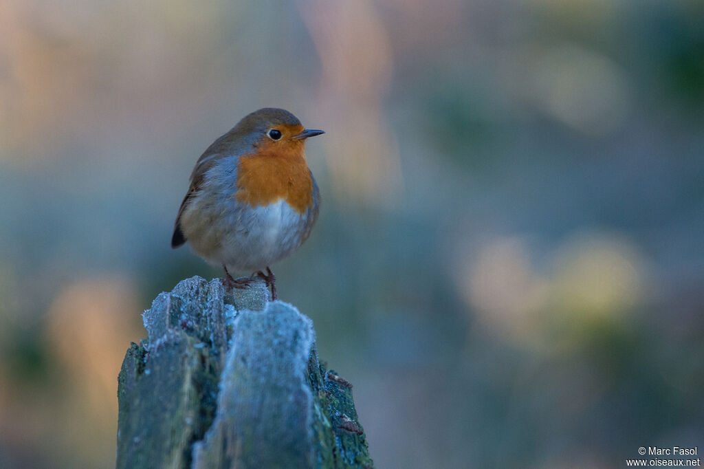 European Robinadult