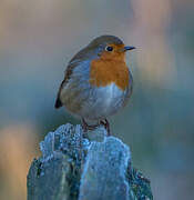 European Robin