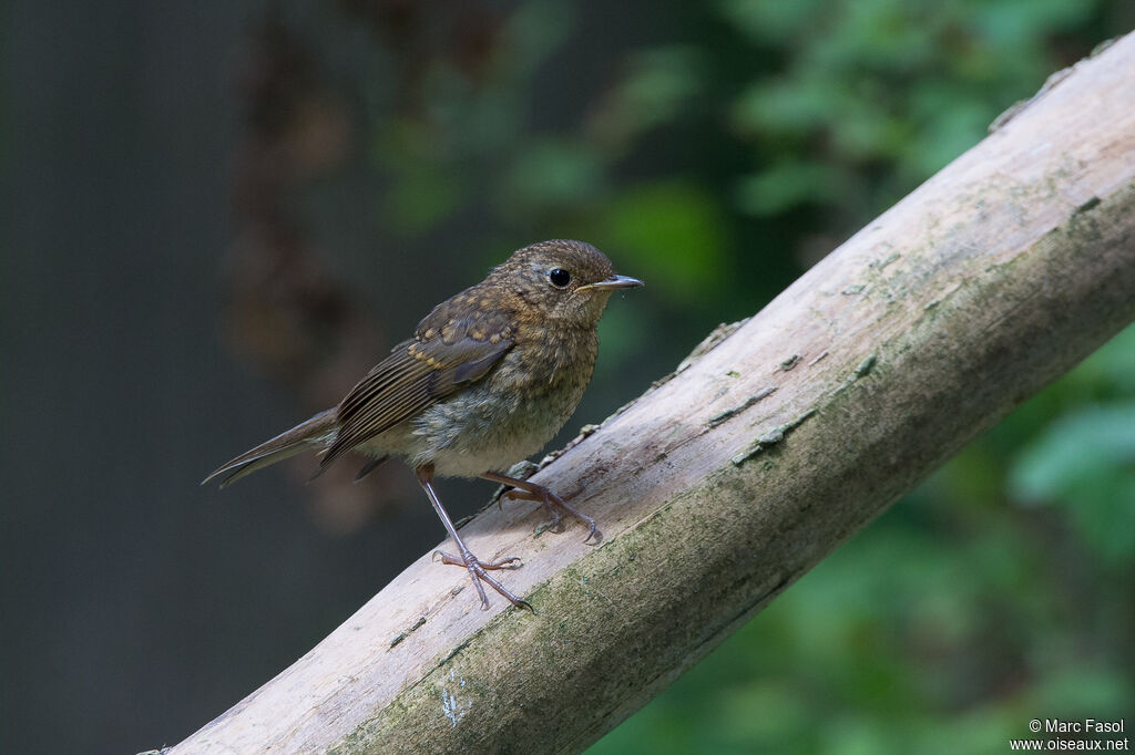 Rougegorge familierjuvénile, identification