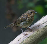 European Robin