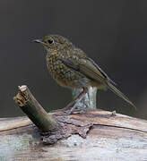 European Robin