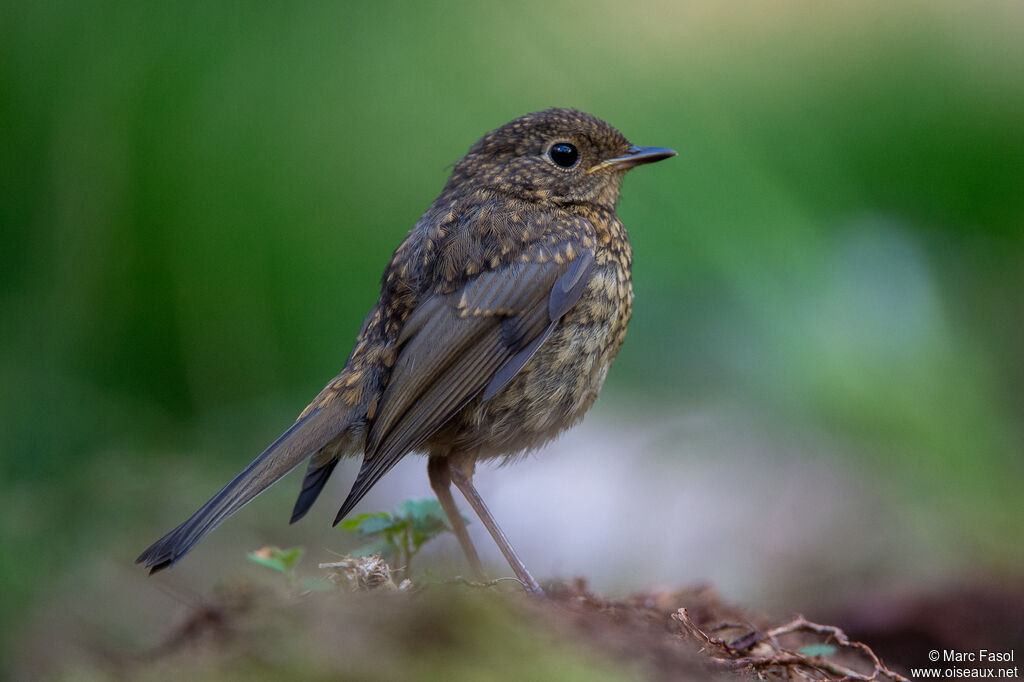 Rougegorge familierjuvénile, identification