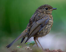 European Robin