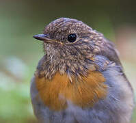 European Robin