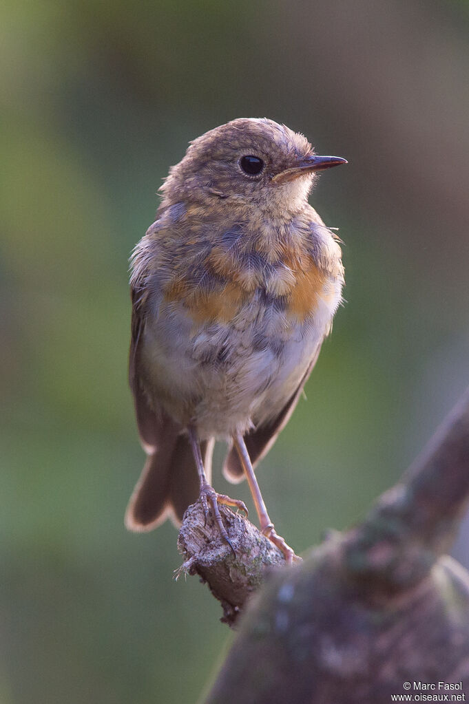 Rougegorge familierjuvénile, identification