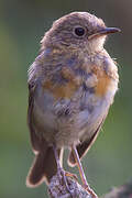 European Robin