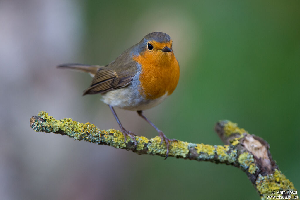 European Robinadult, identification