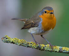 European Robin