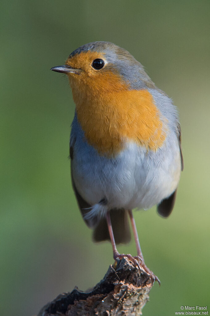 European Robinadult, identification