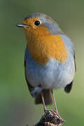 European Robin