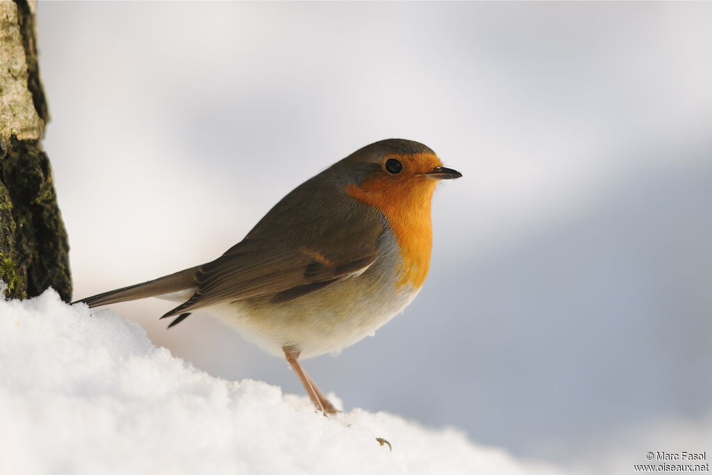 European Robin