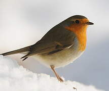 European Robin