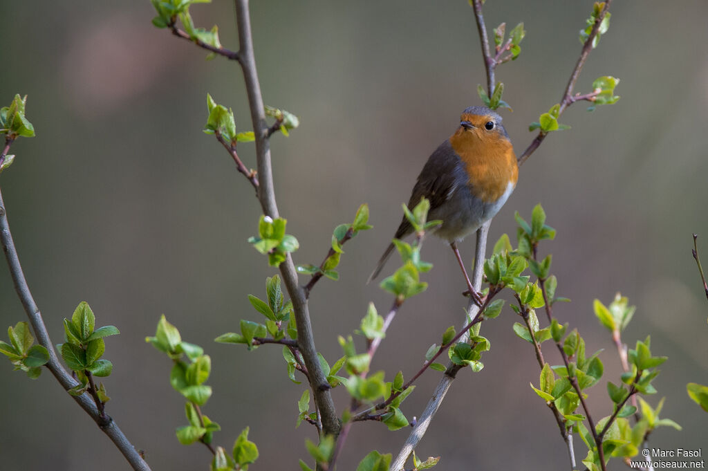 Rougegorge familieradulte, identification