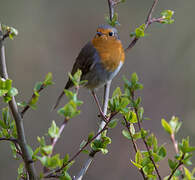 European Robin