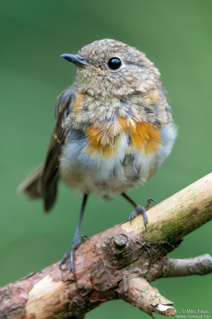 Rougegorge familierjuvénile, portrait