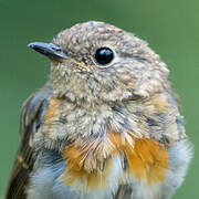 European Robin