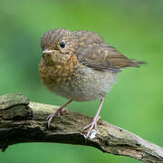 European Robin