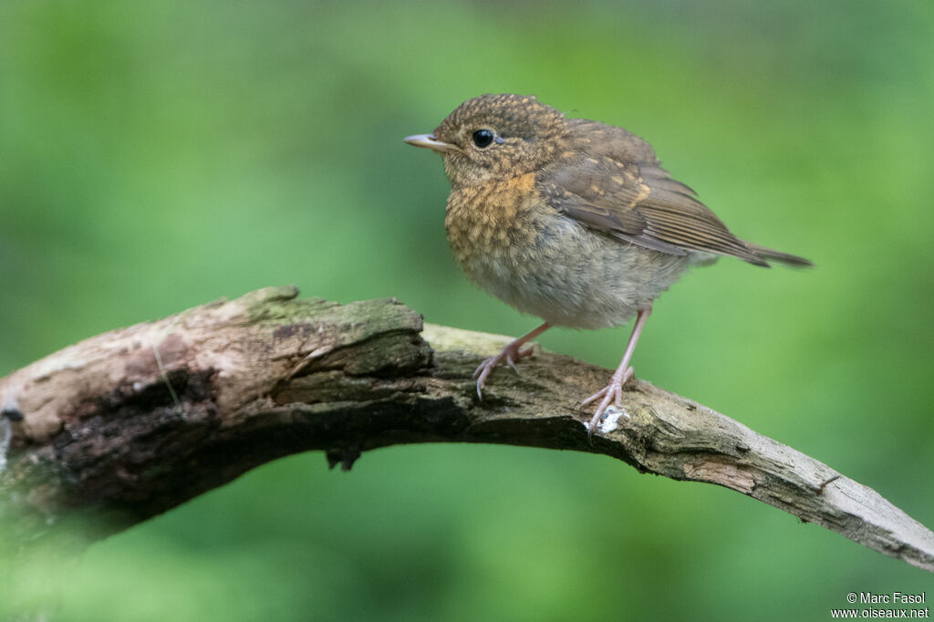 Rougegorge familierjuvénile, identification