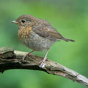 European Robin