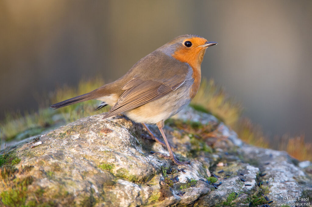 European Robinadult, identification