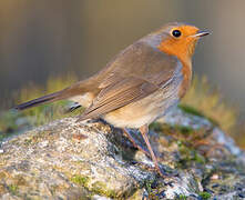 European Robin