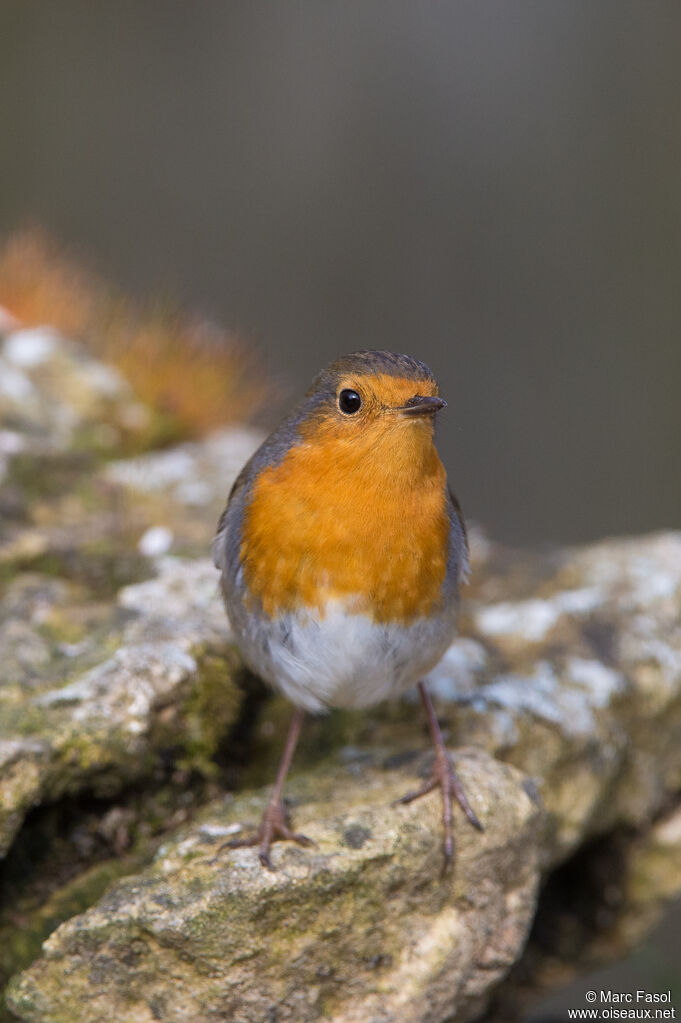 European Robinadult, identification