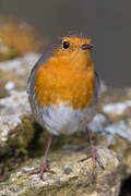 European Robin