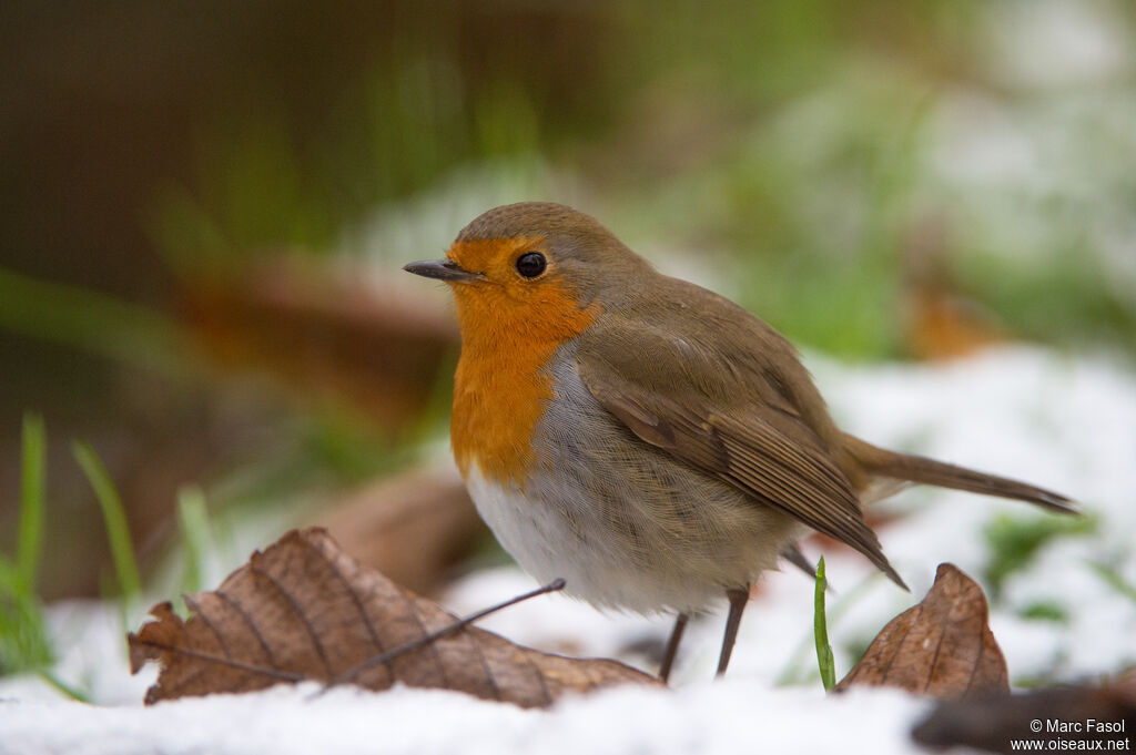 European Robinadult post breeding, identification