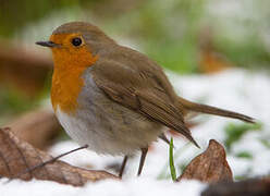 European Robin