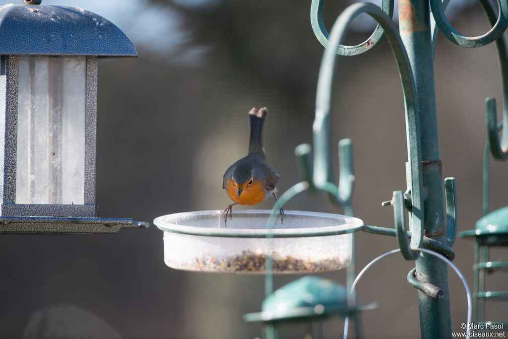 European Robinadult, identification, eats