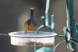 European Robin